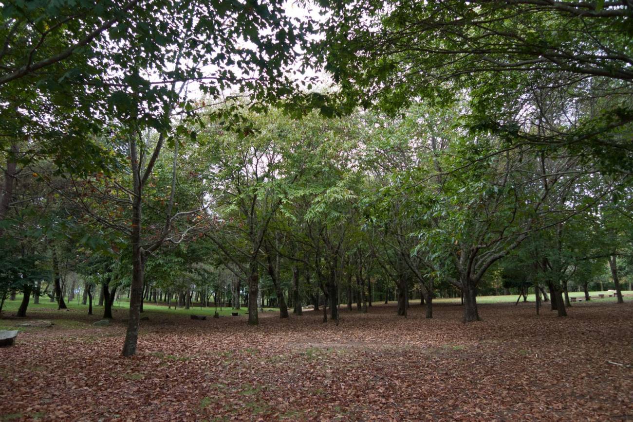 Parque forestal del Vixiador