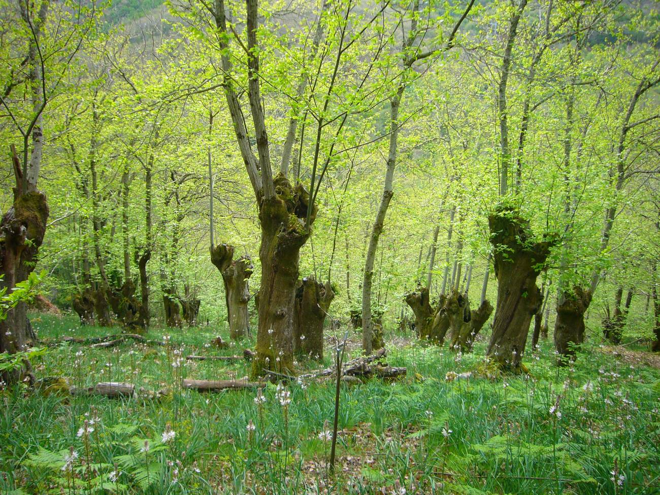 Cañón del Sil - Santa Cristina PR-G 98